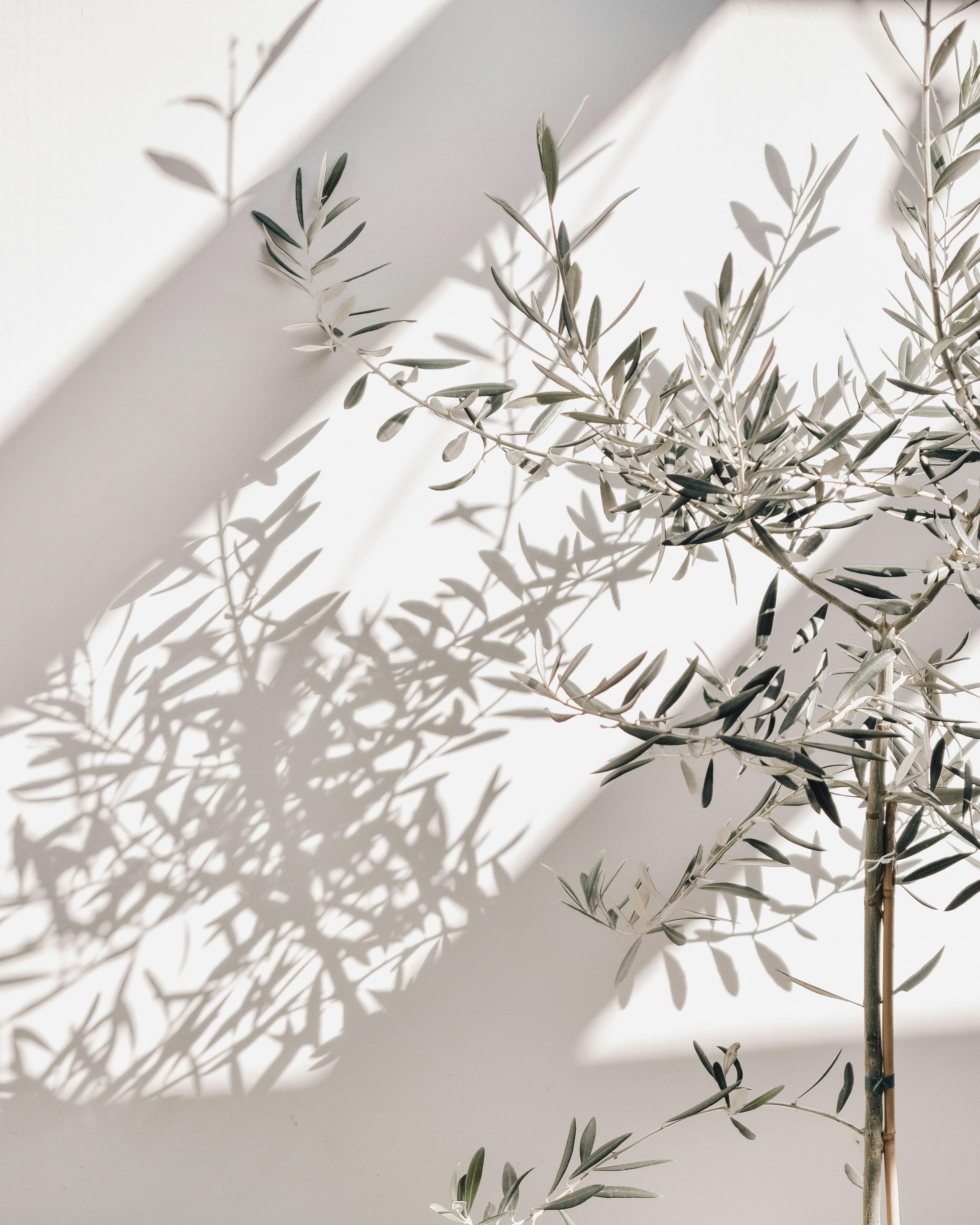 IMG_9193 Olive tree branch against a white wall in natural light