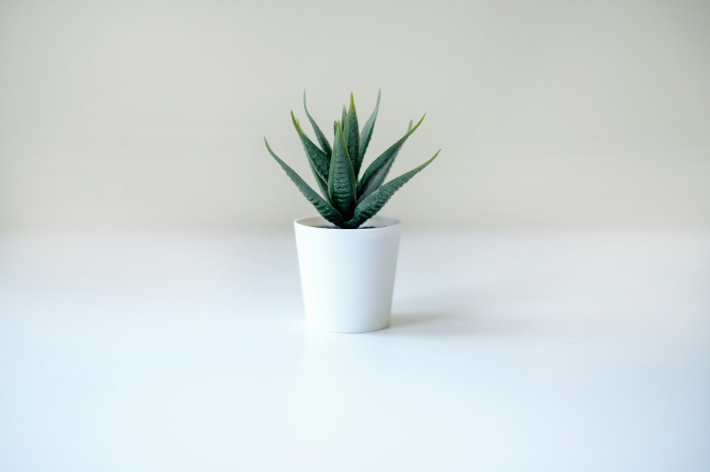 5 Houseplants That May Support Cleaner Indoor Air